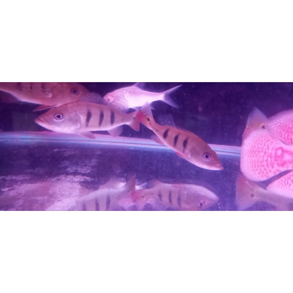 Pbass Mono gm uk 11-13 cm