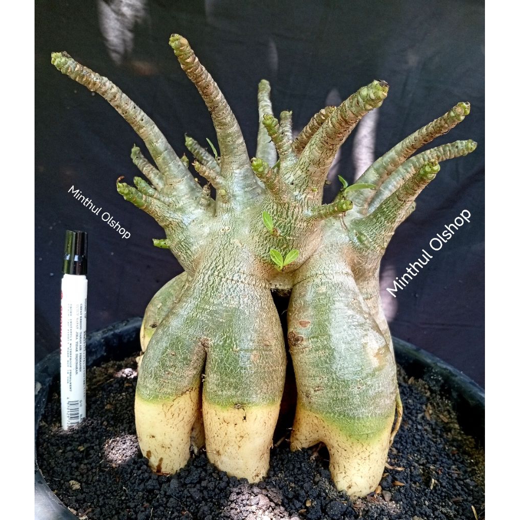 Adenium arabicum karakter hybrid Godji x Emerald Tank kekar real pict