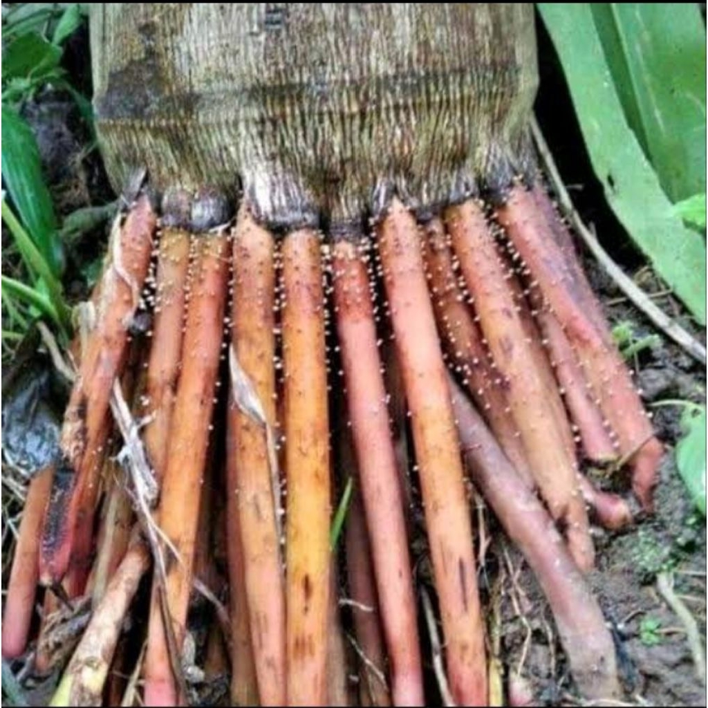 

AKAR PINANG PRESH1KG