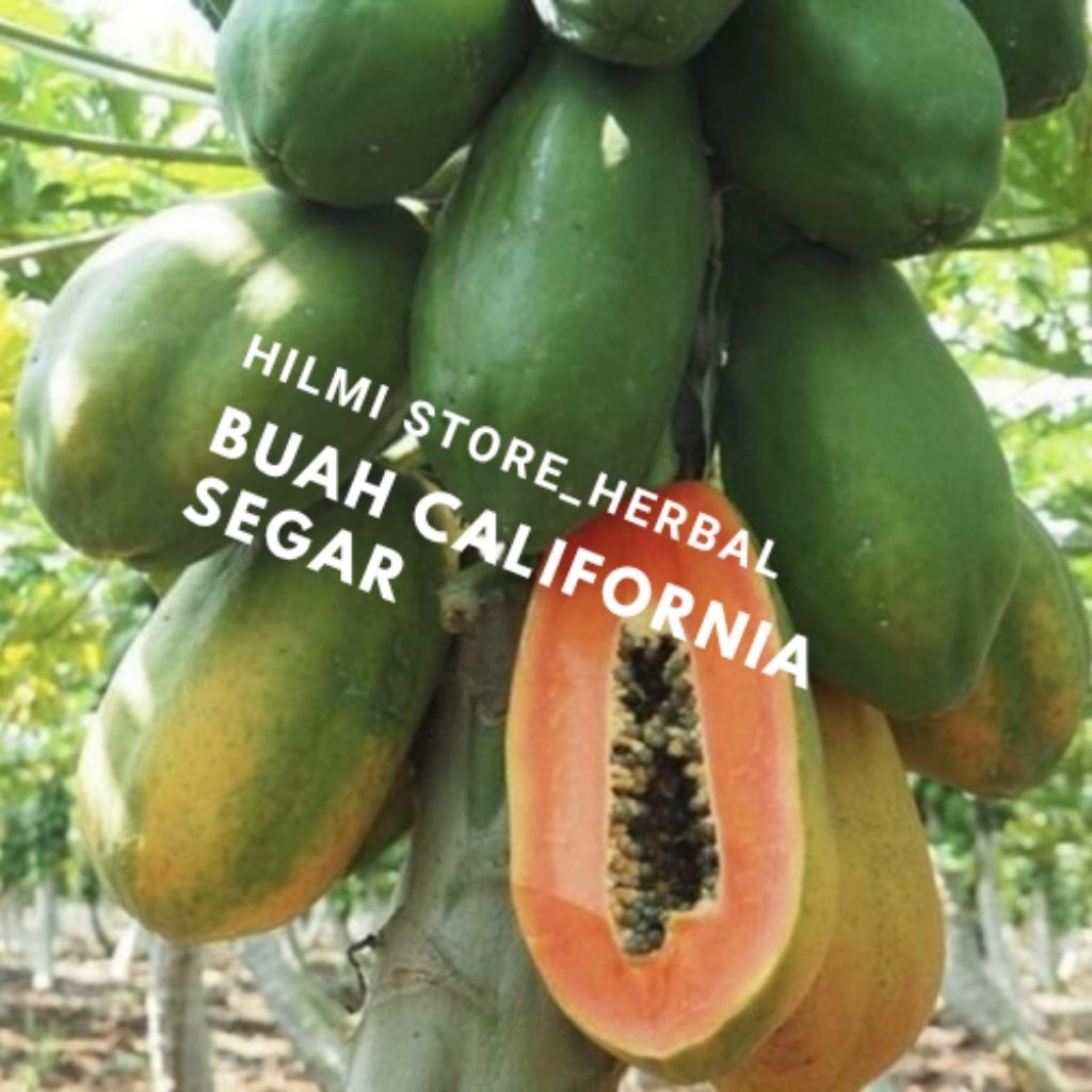 

buah pepaya California tua petik langsung segar 1 pcs