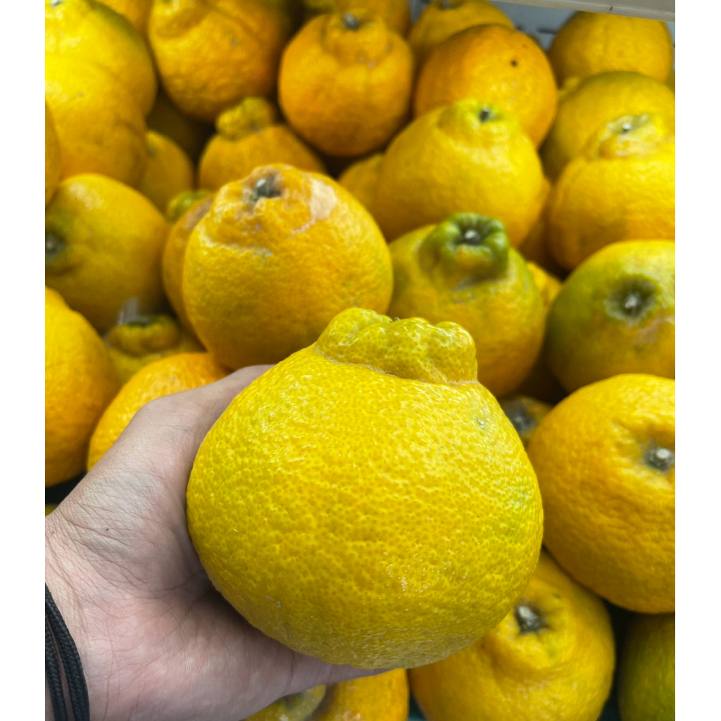 Jeruk Dekopon Segar / Jeruk Dekopon Super Fresh 1kg