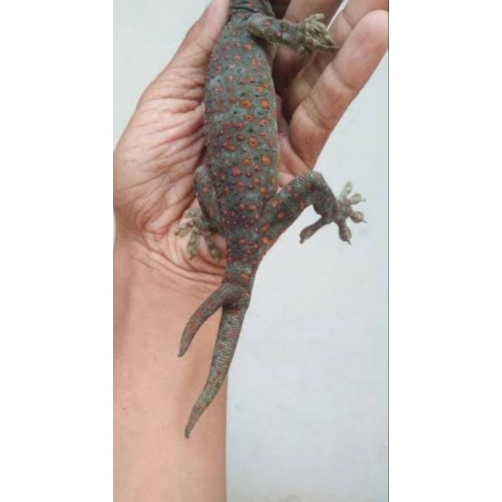 Tokek Ekor Cabang Asli Langka Murah Obat Herbal Tradisional