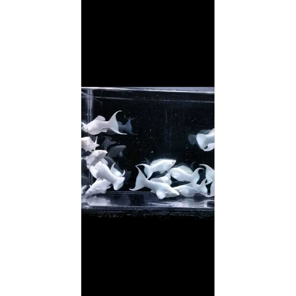 molly platinum cawang