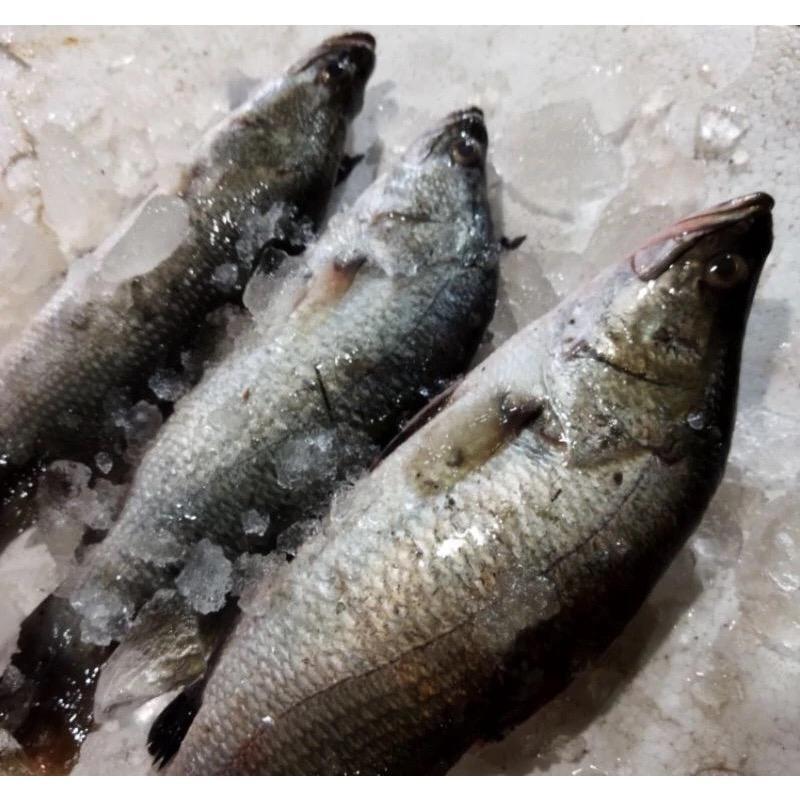 

Ikan Kakap Putih Segar 1Kg Fresh BERGARANSI