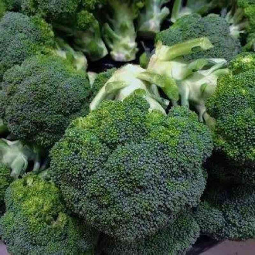 benih brokoli hijau isi 50 butir