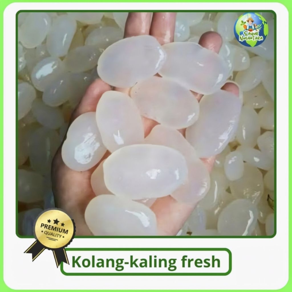 

KOLANG/KALING KHAS CILILIN SUPER FRESH 1 KG