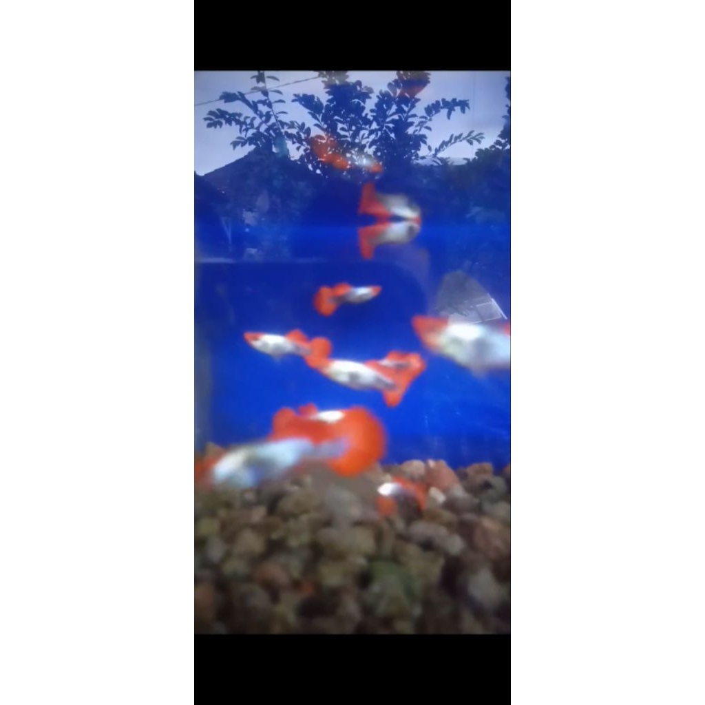 prtde.koi.(sepasang)