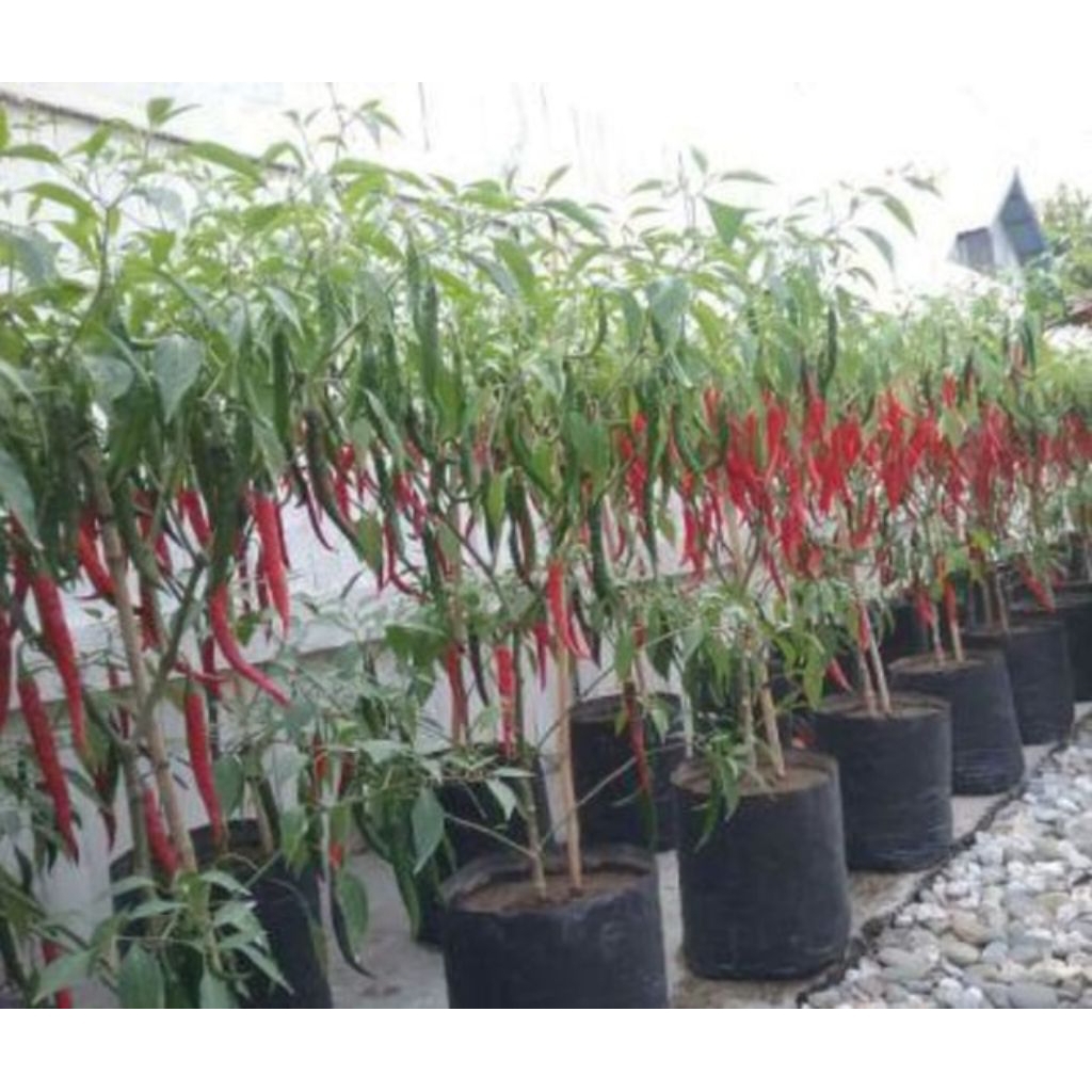 cabe merah besar | kualitas super bibit unggulan