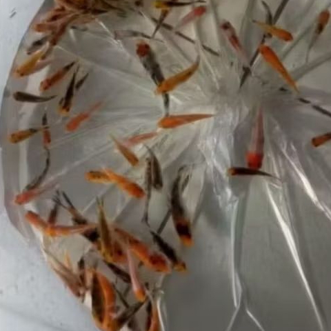 KOI BLITAR UKURAN 8-10 CM ( NON GRADE)