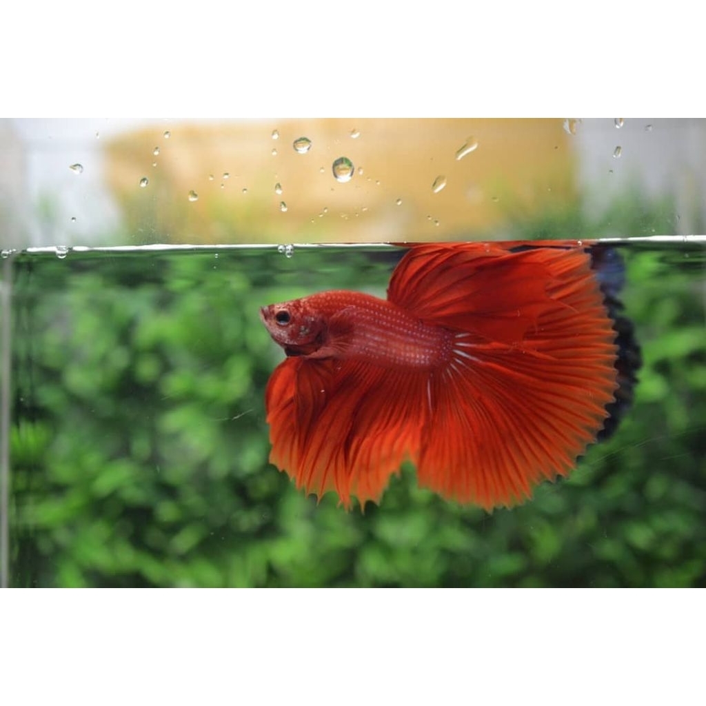 Cupang halfmoon super red size L free botol 350 ml