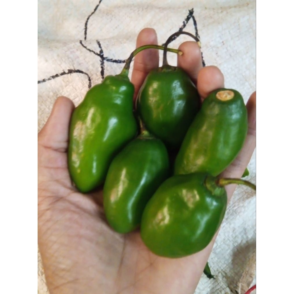 

Cabe Cabai Gendot Hijau Ijo Pedas Segar Fresh 250 gram