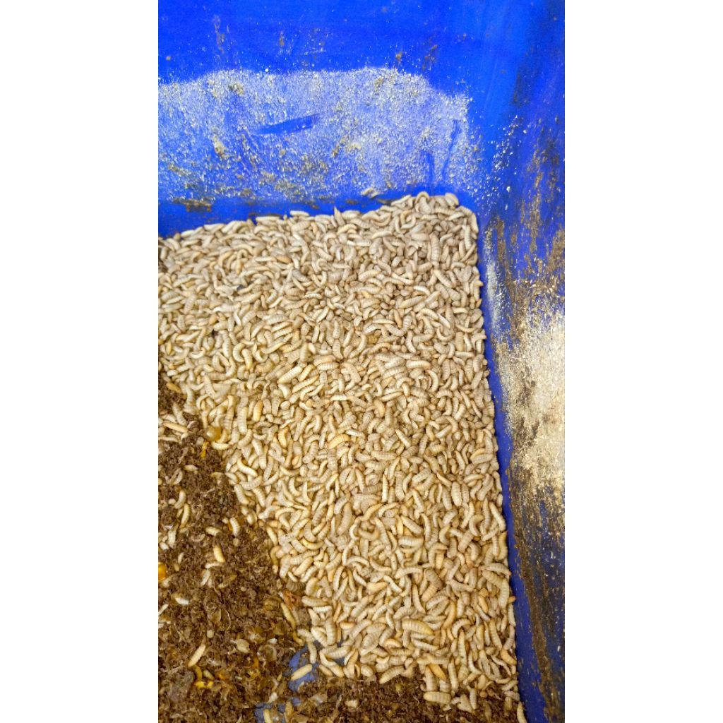 Maggot hidup, maggot fresh, maggot sukoharjo, magot splo