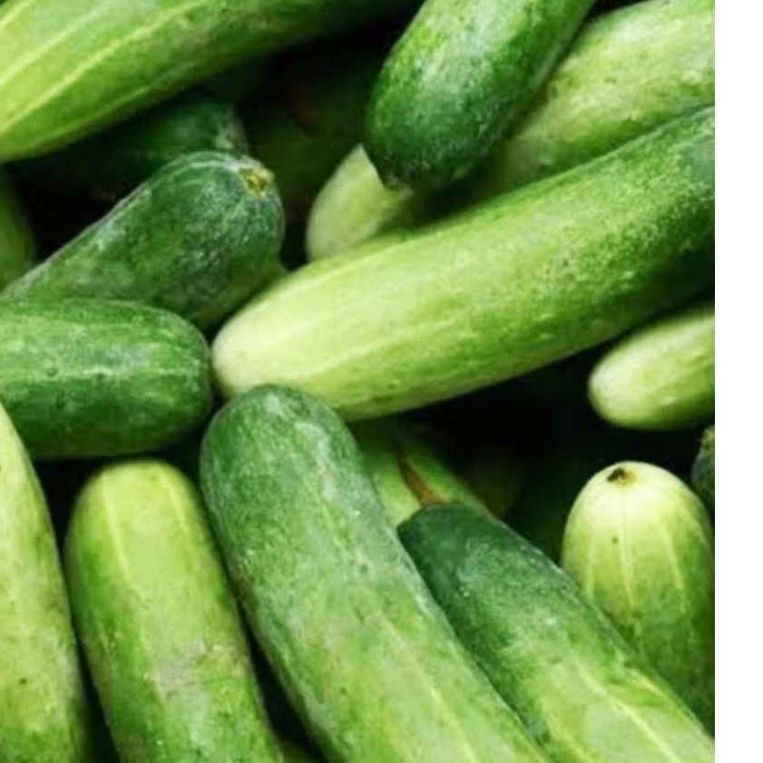 

timun super frees 1kg langsung petik