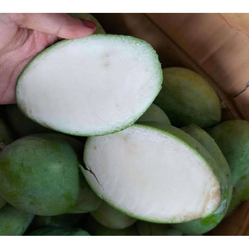 

Mangga rujak/ mangga untuk rujak dan asinan per 1kg asem