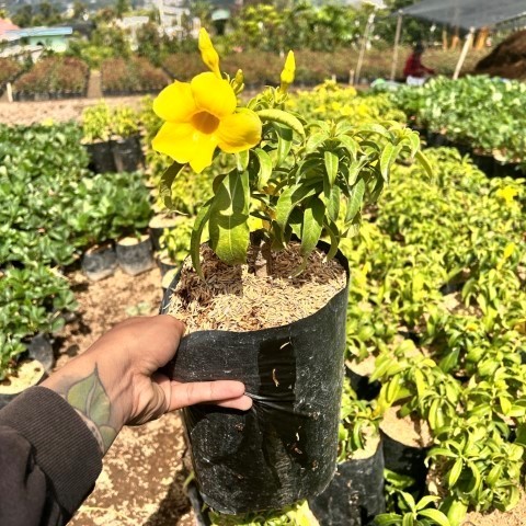 Tanaman Bunga Alamanda - bunga alamanda - tanaman hias alamanda - tanaman rambat