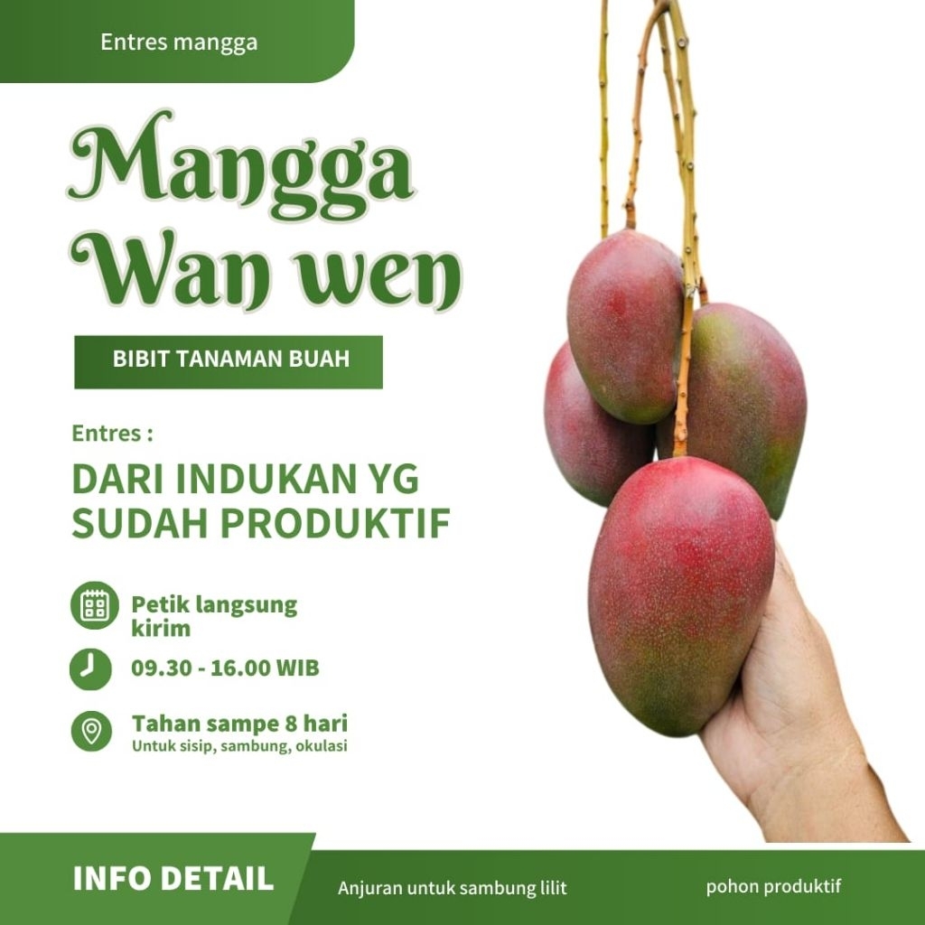 Entres mangga manwen