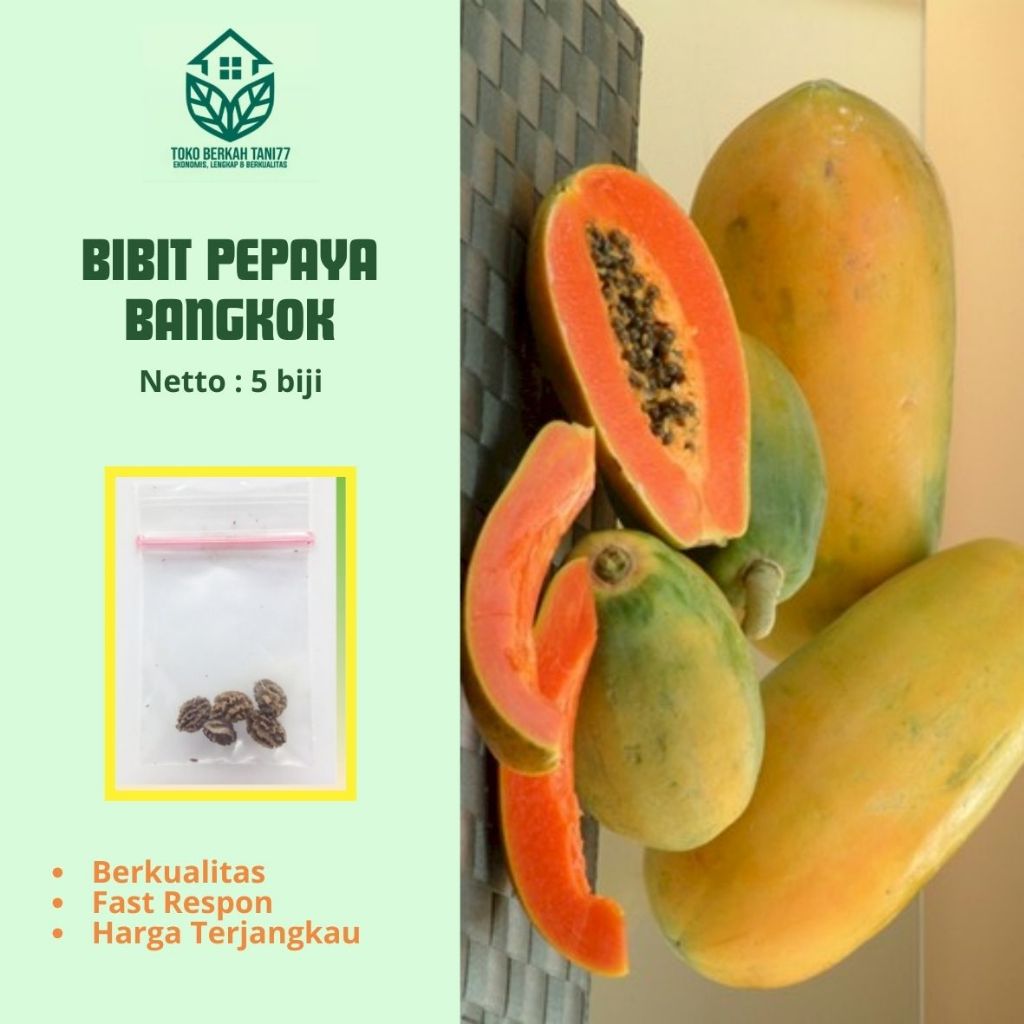 Benih Buah Pepaya Bangkok Bibit Buah Pepaya Bangkok Benih Buah-buahan Berkualitas