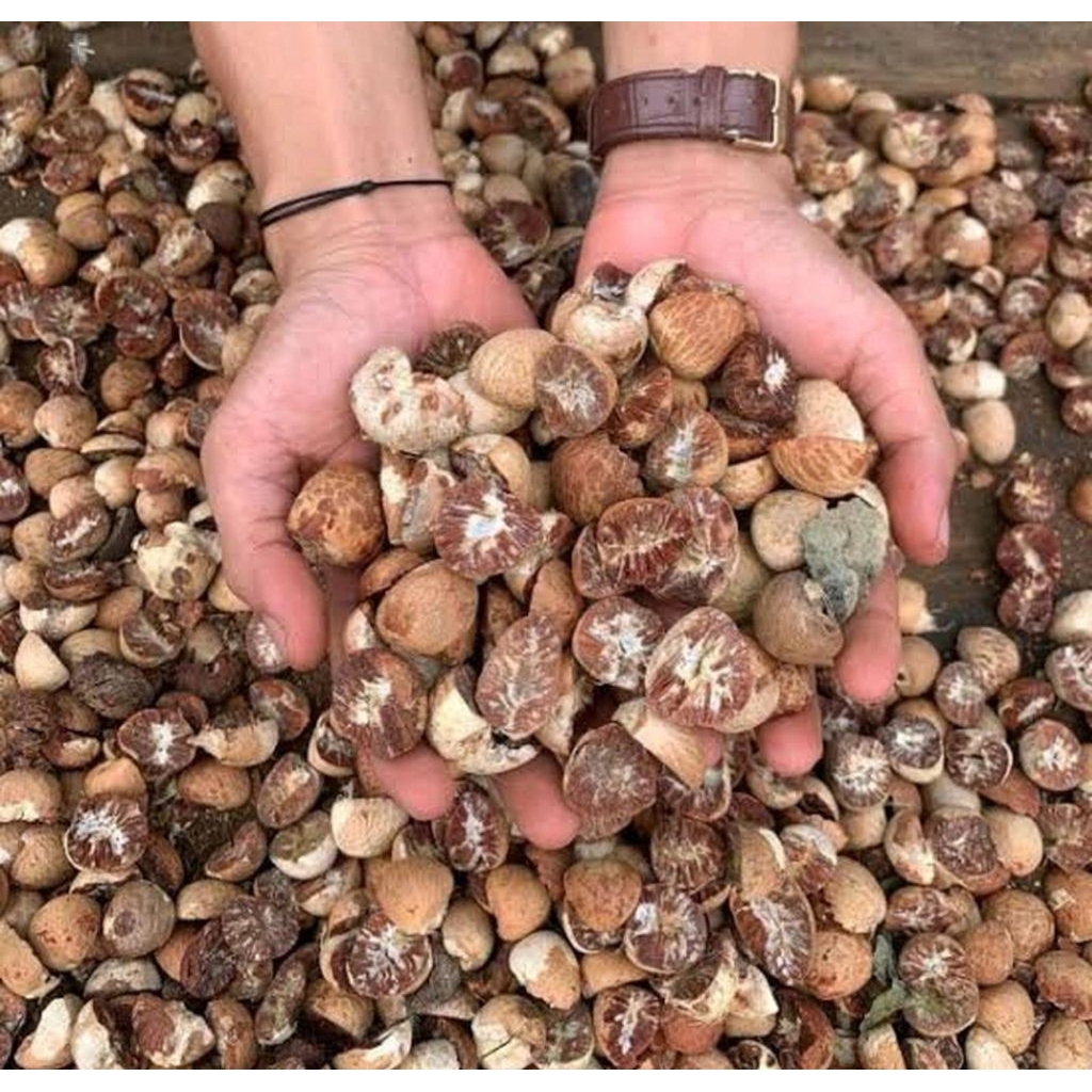 

Buah pinang tua kering belah dua 250 gram