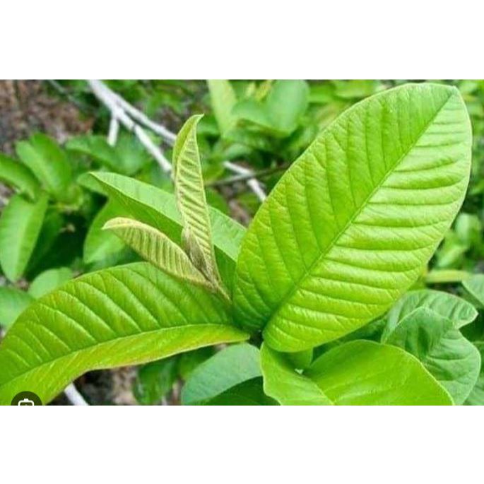 

DAUN JAMBU BIJI 1LEMBAR