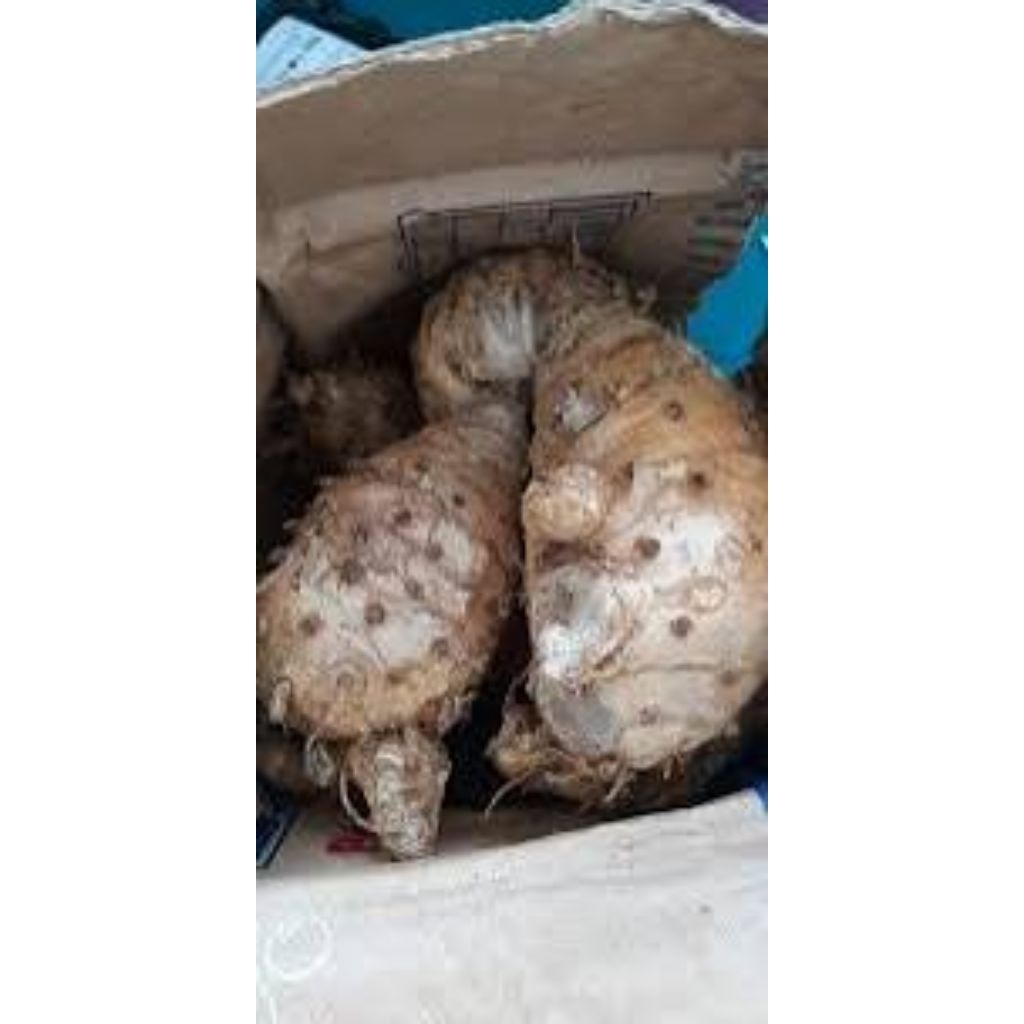 

Biang Kunyit Temu Putih I Kepala Kunyit Temu Putih I Induk Temu Putih 1kg