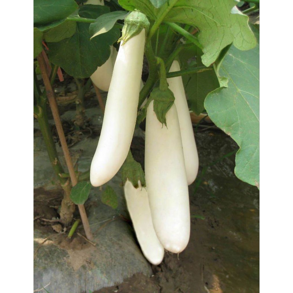 20 Terong Panjang Putih TPP