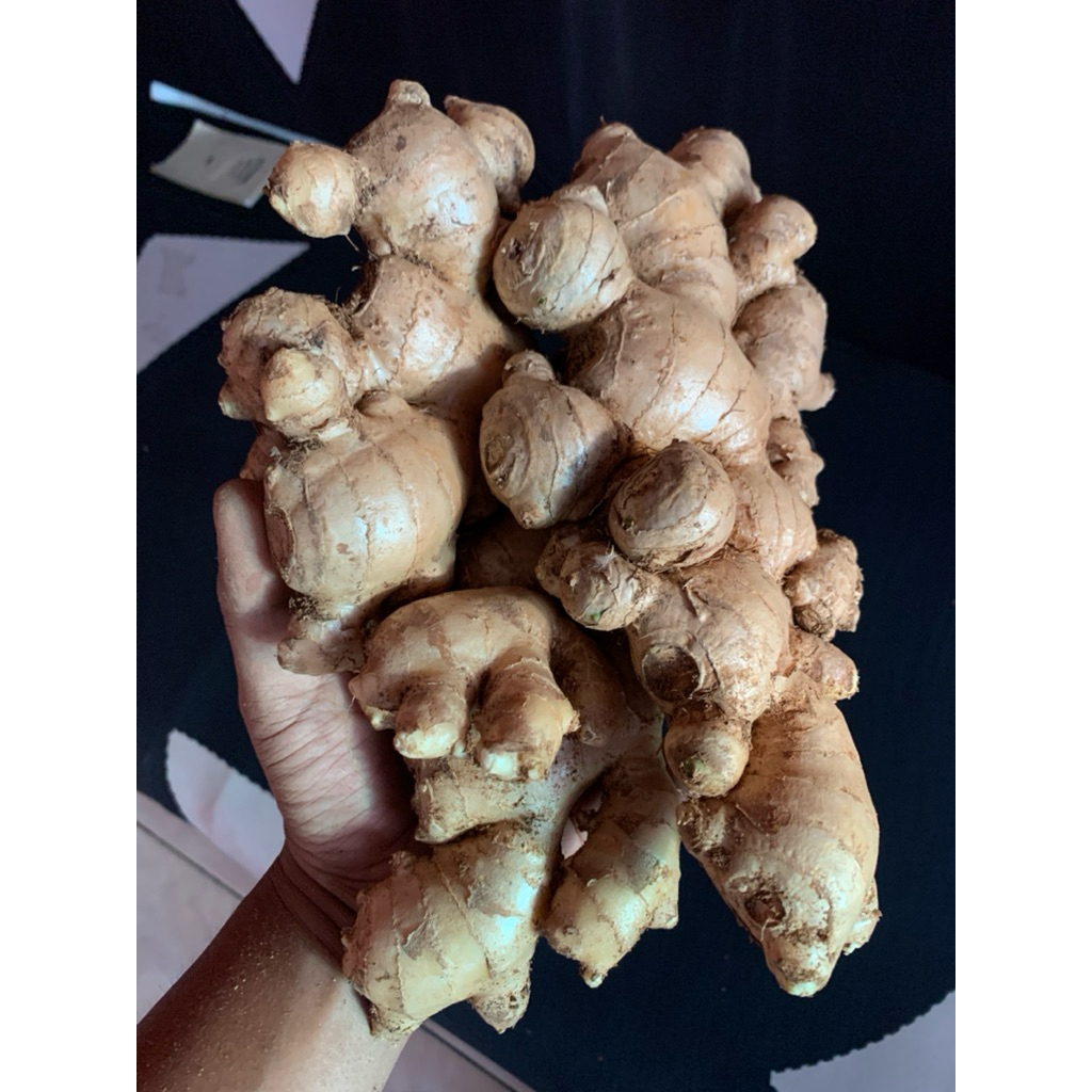 

Jahe gajah jahe putih 1kg super