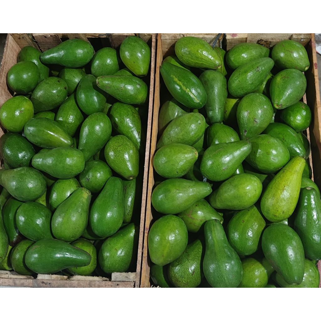 

Alpukat Mentega Super A