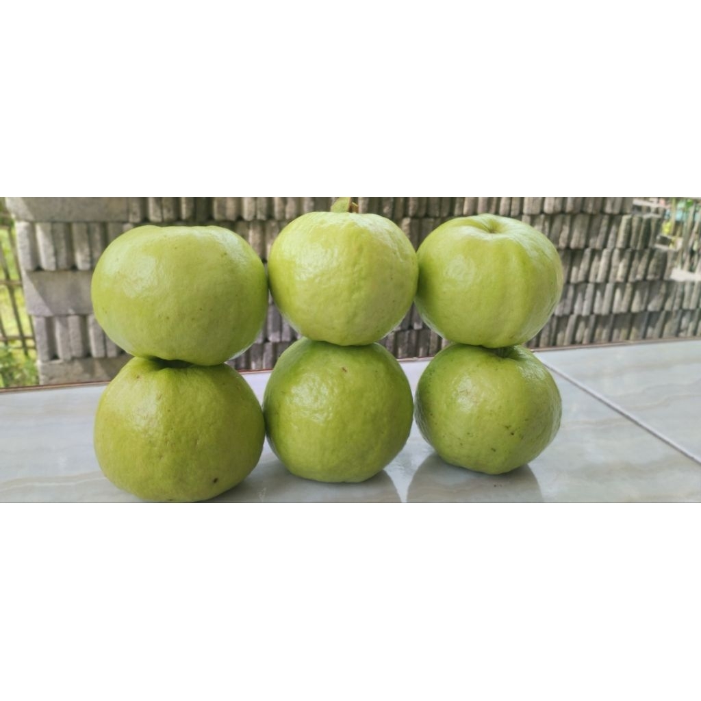 

jambu kristal paket 5 kg