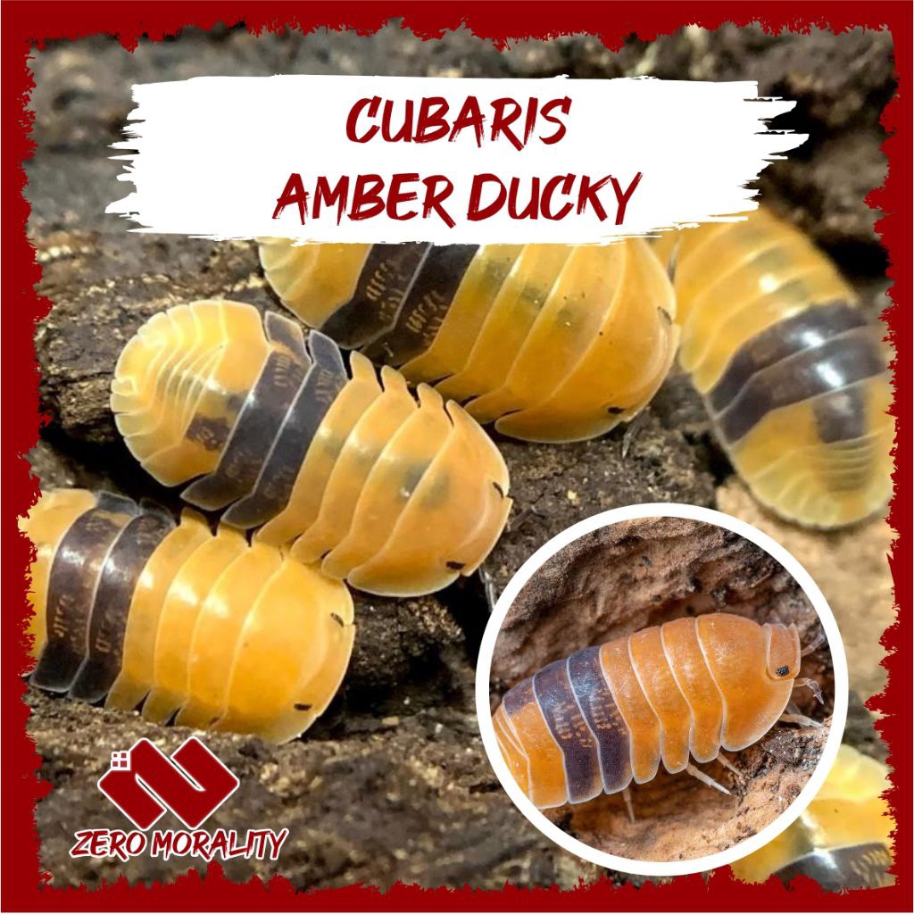 ISOPOD CUBARIS AMBER DUCKY