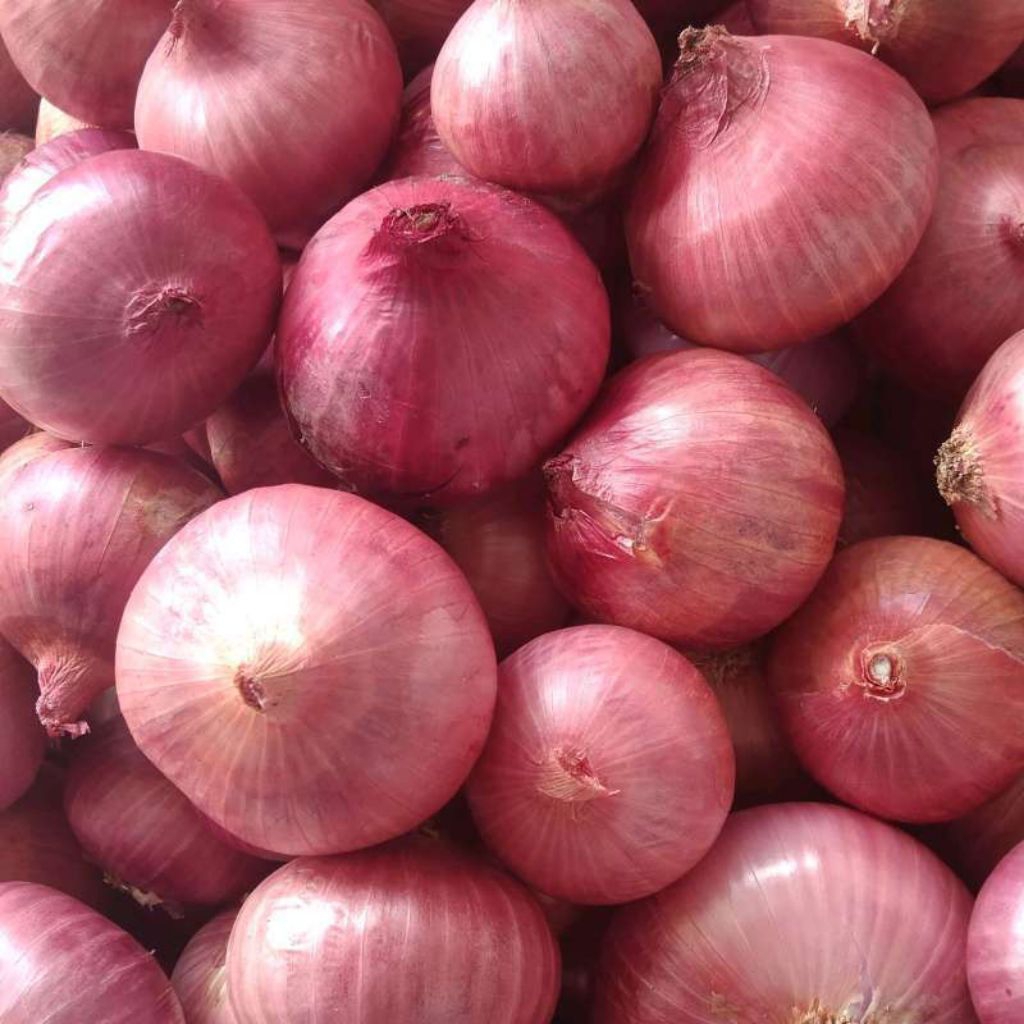 

bawang batu merah kering ukuran besar