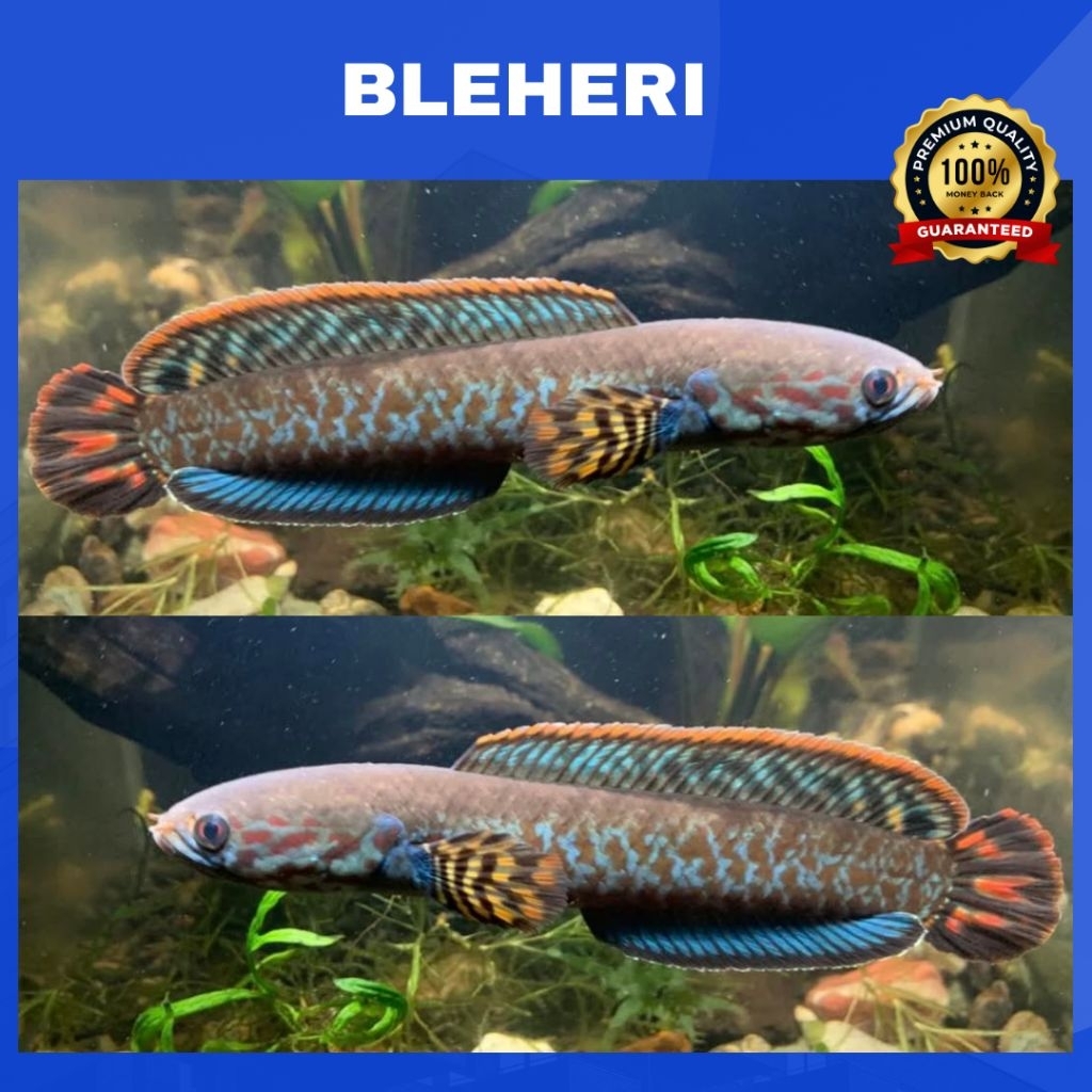 (CHANNA) BLEHERI RAINBOW - High Fin | SINGLE TANK - BEST SORTIRAN | Snakehead- Channa Berkualitas - 