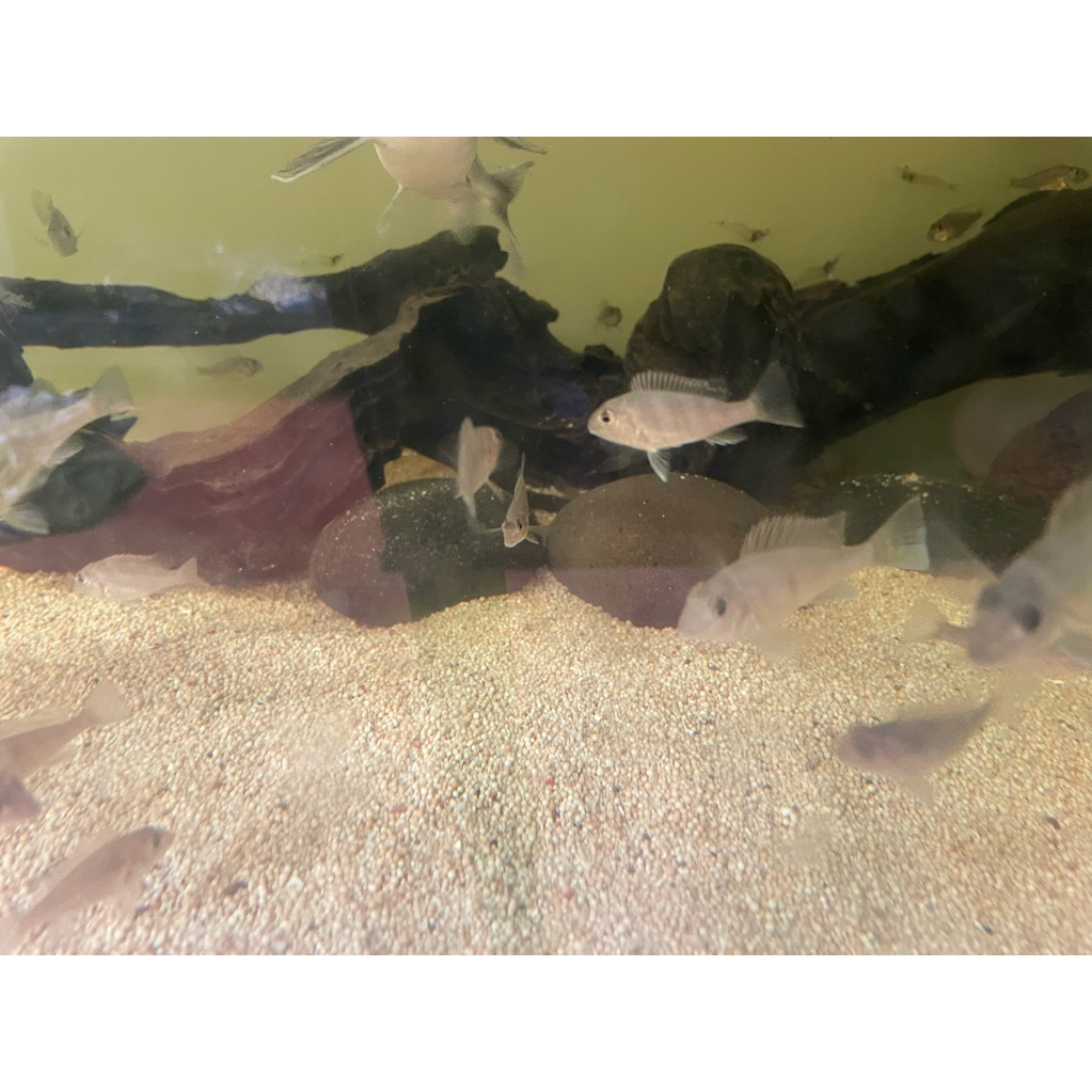 Geophagus Red Head Tapajos / Geo RHT