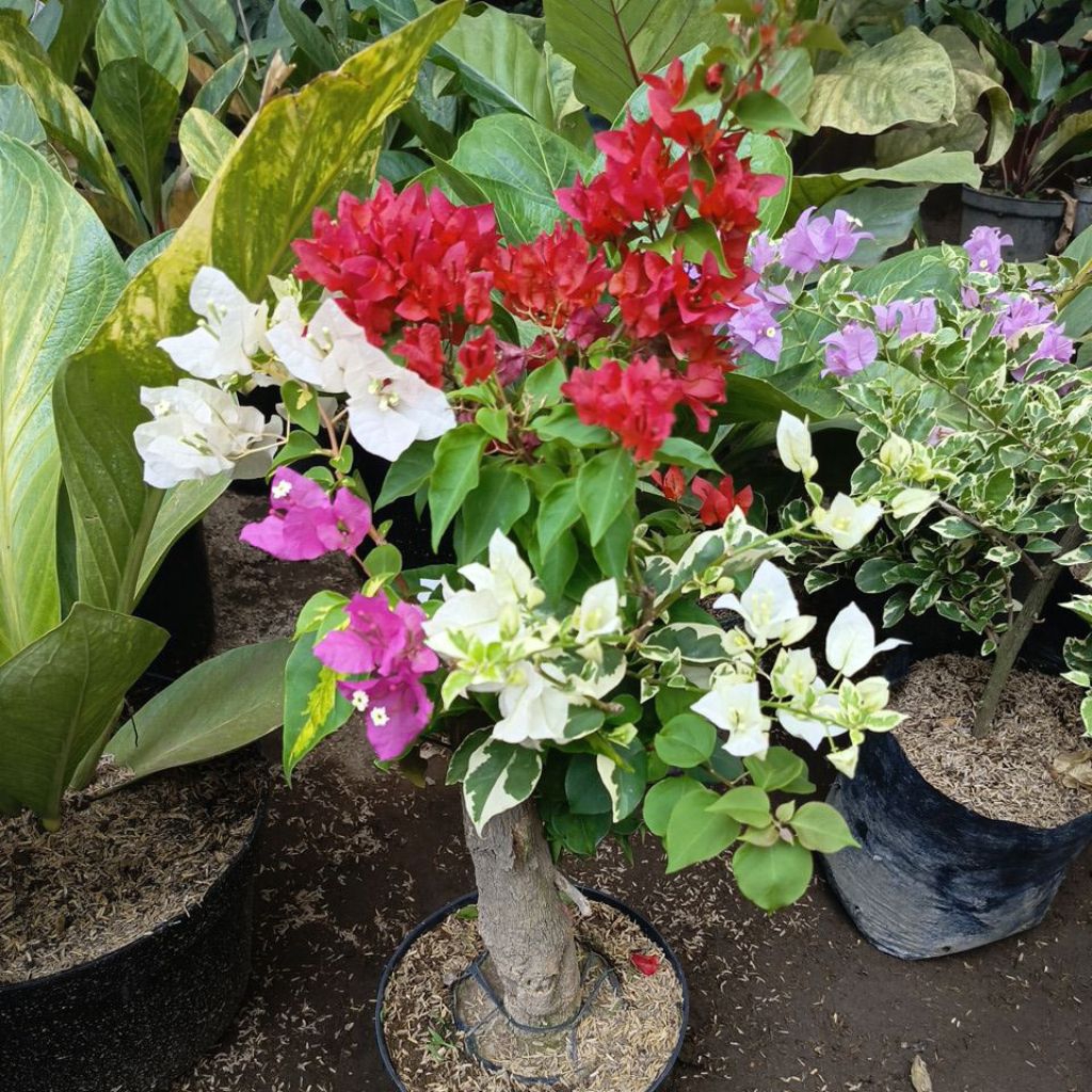 Bougenville BATANG Besar Bonsai