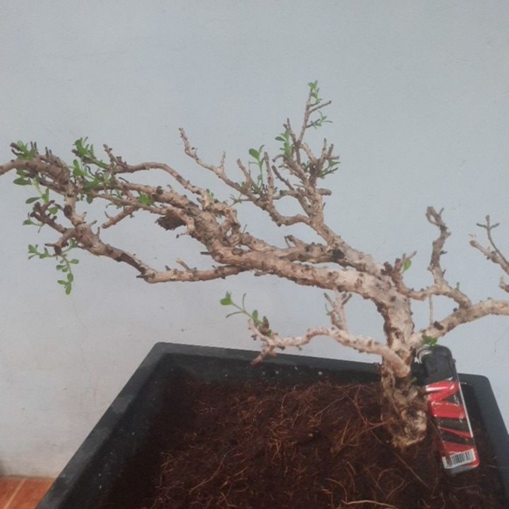 otr ori santigi karang daun beras