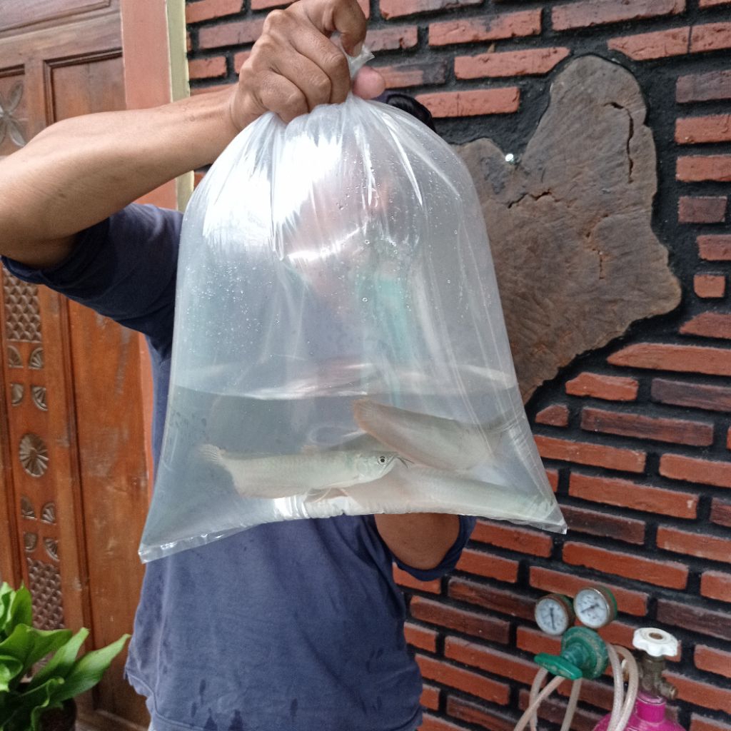 ARWANA SILVER RED SIRIP / SERAT MERAH BERGARANSI