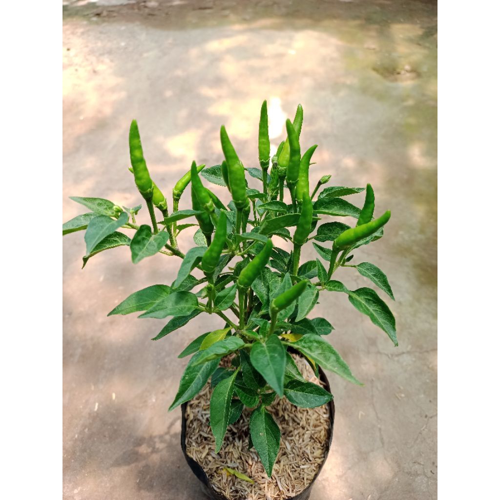 BIBIT CABE RAWIT HIJAU SUPER