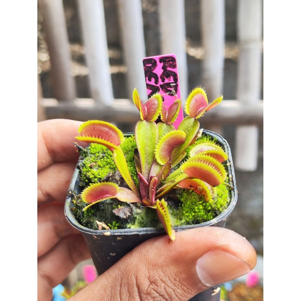 Dionaea Muscipula Red Dentate/Venus flytrap