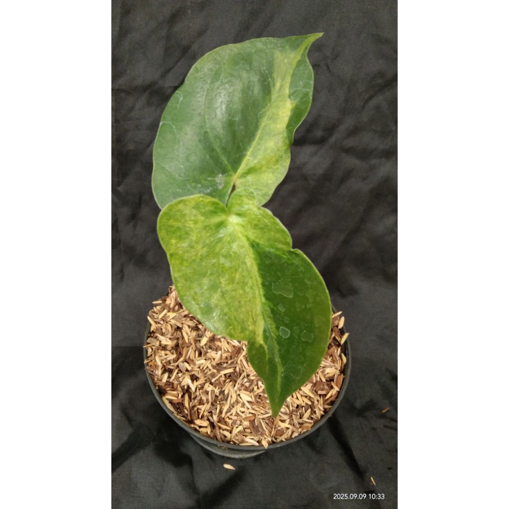 anthurium bunga varigata