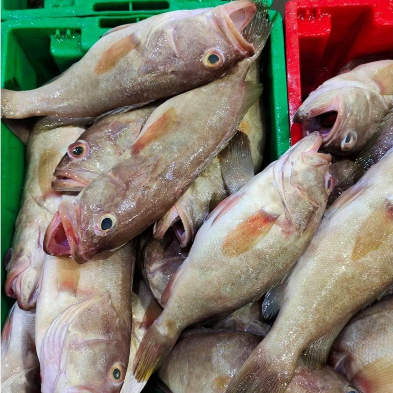 Ikan Kerapu 1Kg Ikan Kerapu Segar Ikan Kerapu Susu
