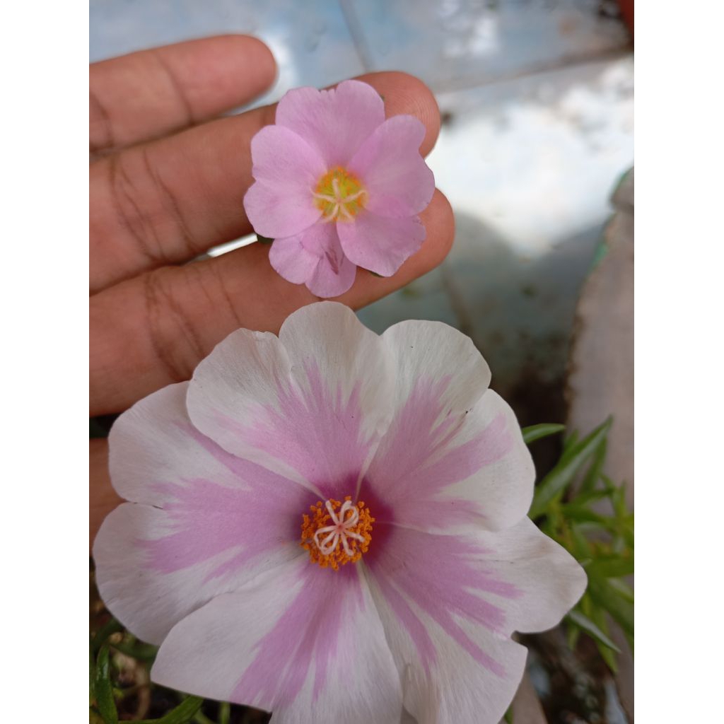 10 Bunga Krokot Jumbo Dua Warna Tanaman Hias Mossrose