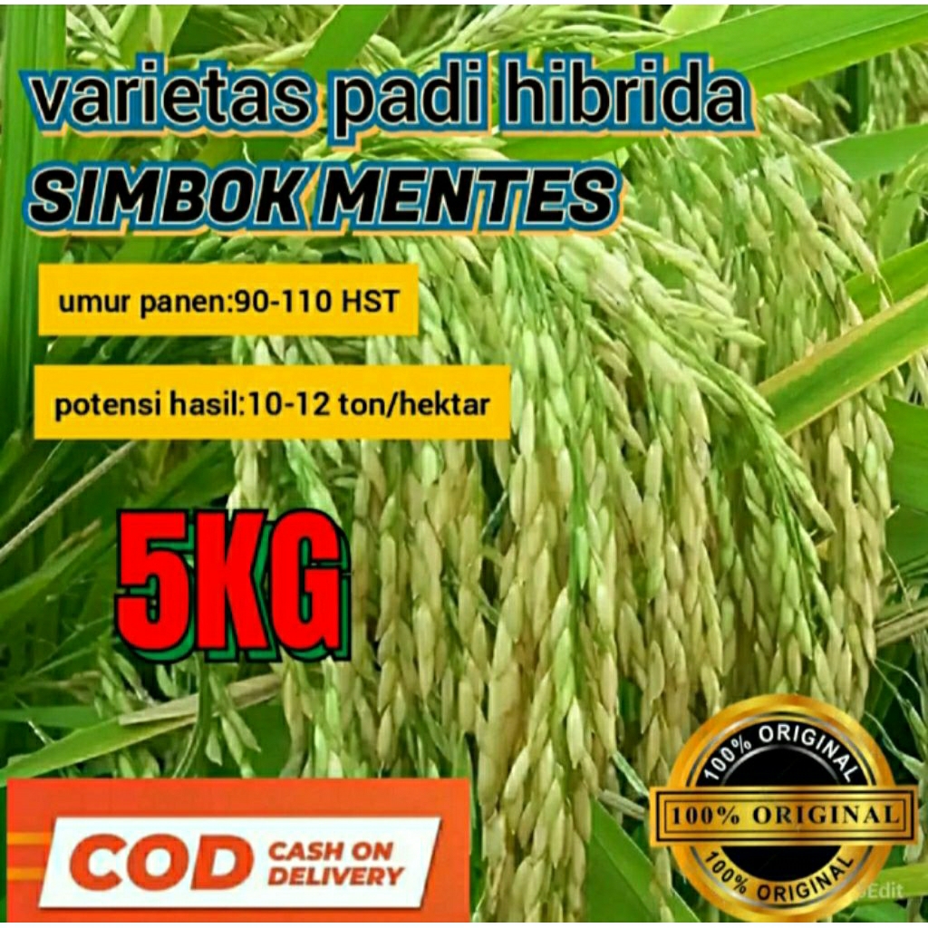 benih padi unggul HIBRIDA SIMBOK
