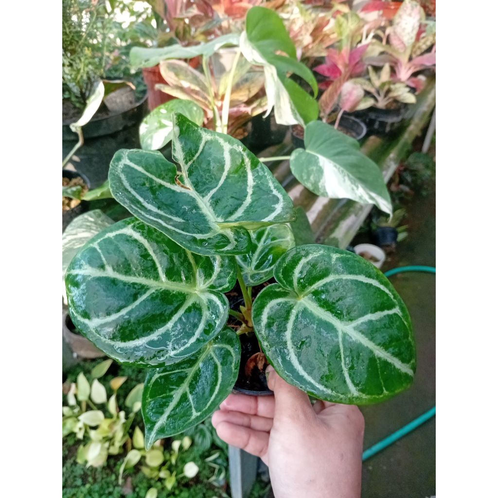 Anthurium Kuping Gajah Dorayaki - Tanaman Hias Kuping Gajah - Anthurium segar