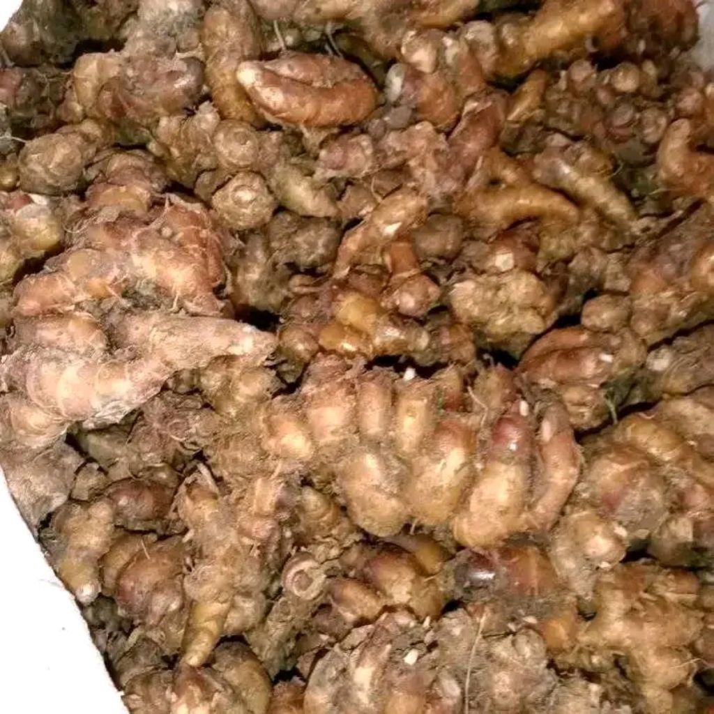 

kencur seblak/kencur tua/kencur boyolali 500gr