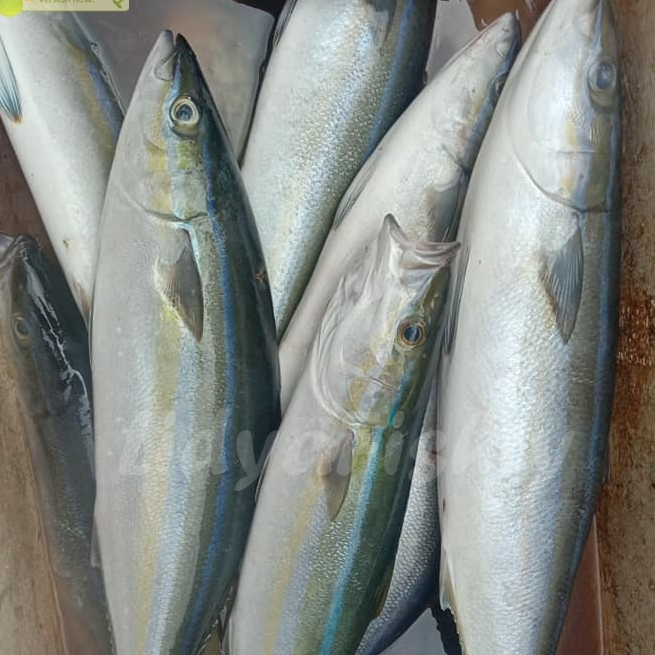 Ikan Salem Segar Ikan Salmon Lokal 1Kg Seafood Ikan Laut Segar