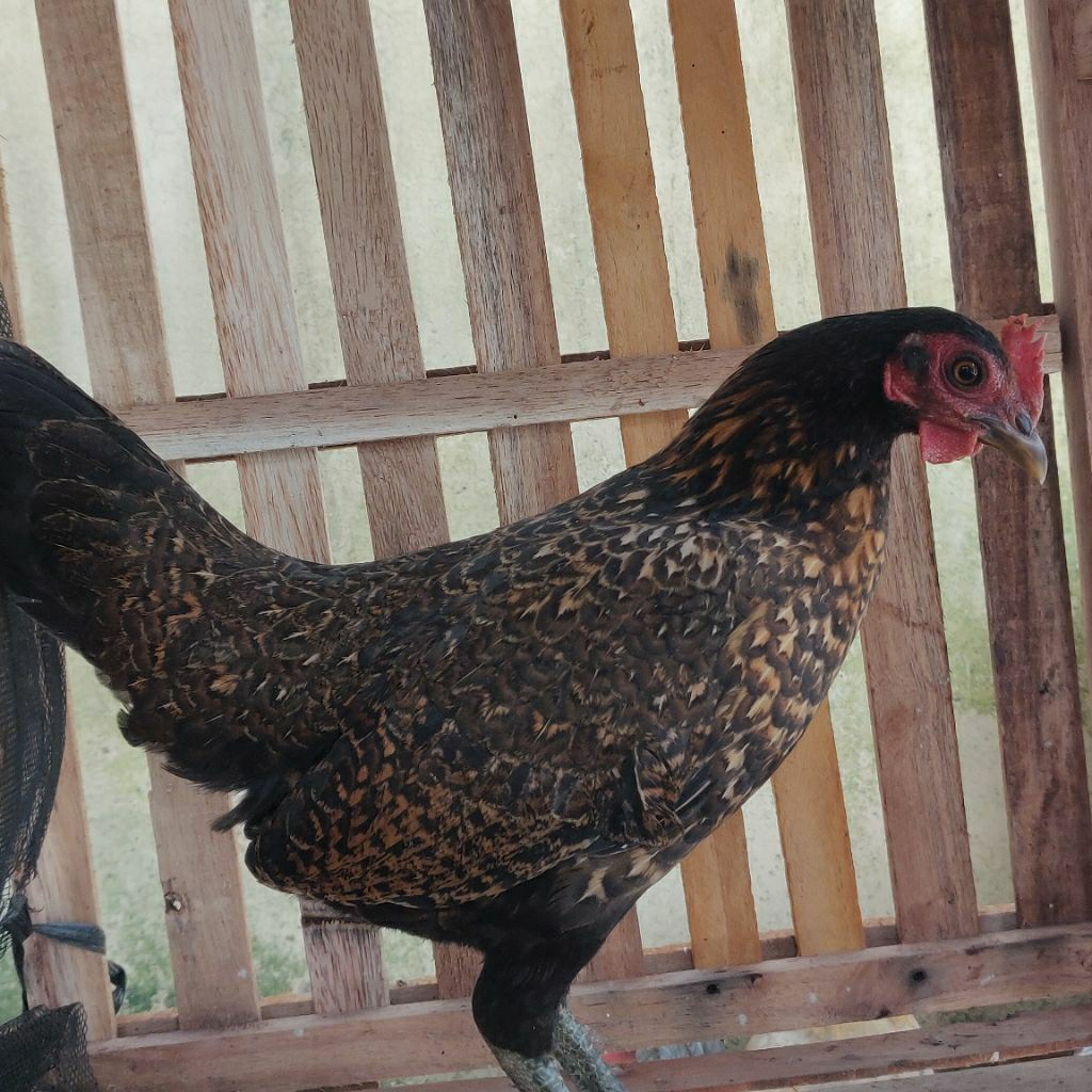 Ayam kampung pertelor hidup jantan Batina instant Pekanbaru