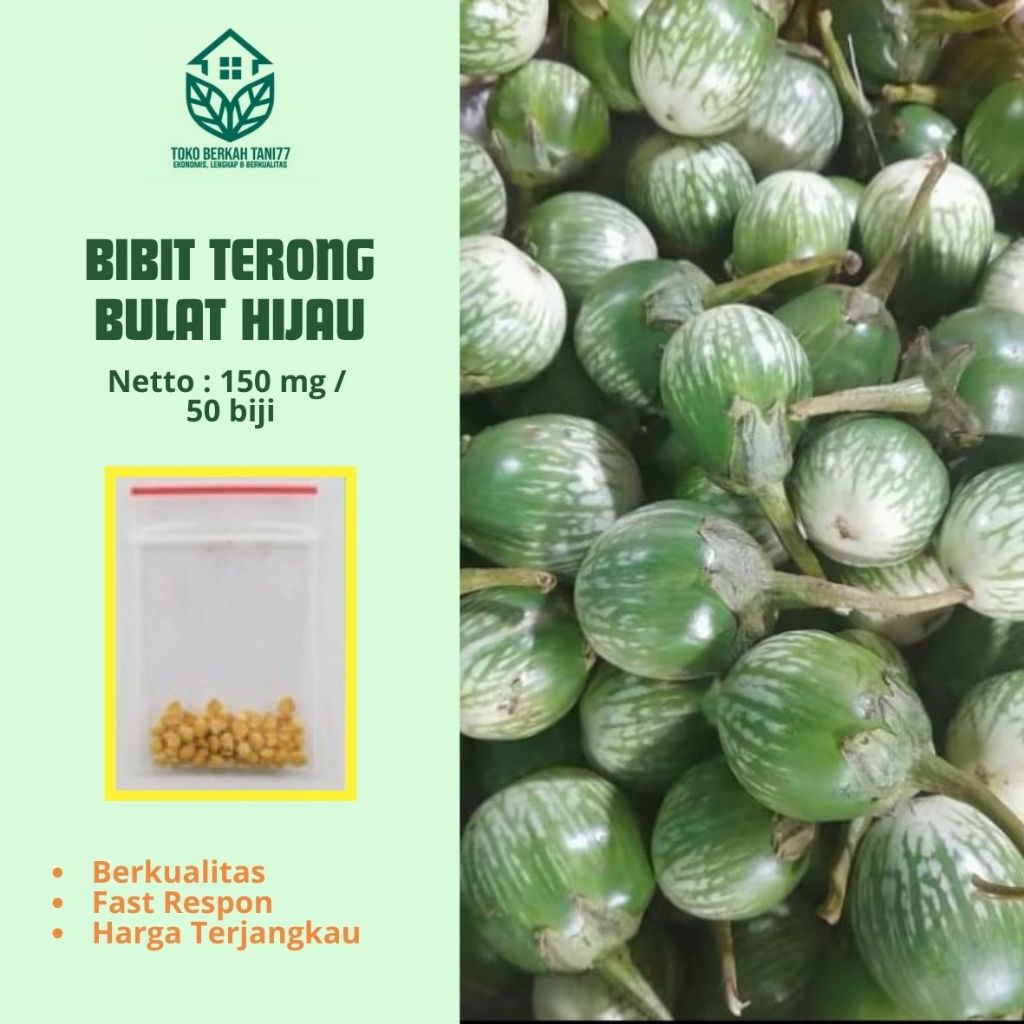 Benih Terong Lalap Hijau Terong Bulat hijau Bibit Terong Lalap Sayuran Unggul Berkualitas