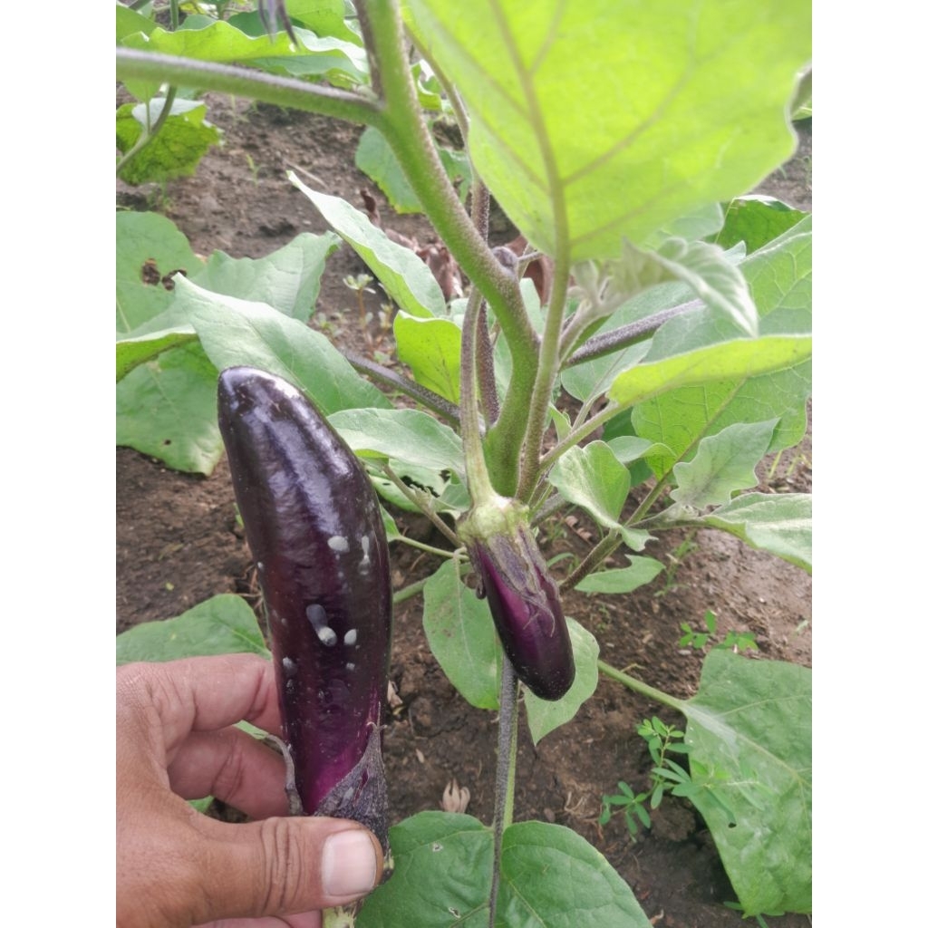 

Terong unggu segar baru petik