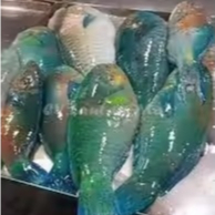 Ikan Parot Segar Ikan KakaTua 1Kg Parrot Fish