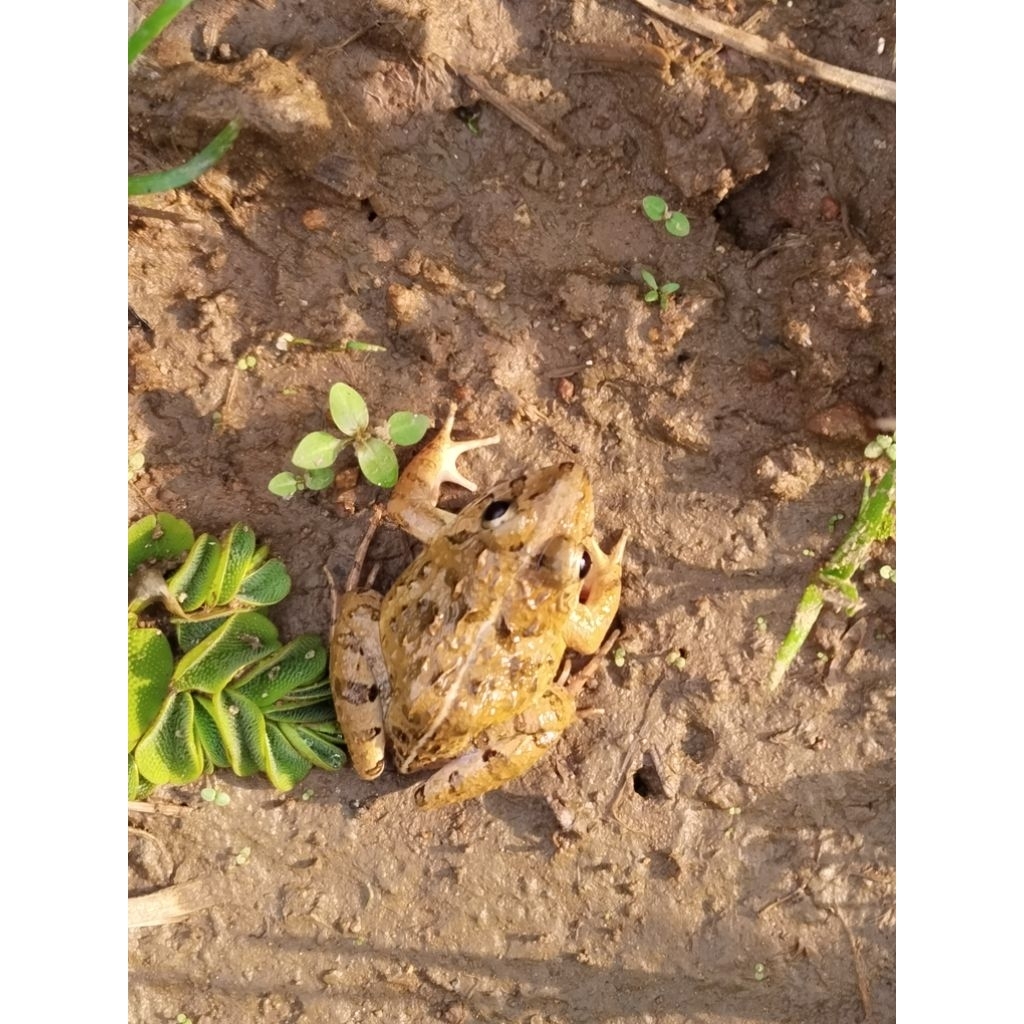 ktk sawah, pakan ikan(kodok)
