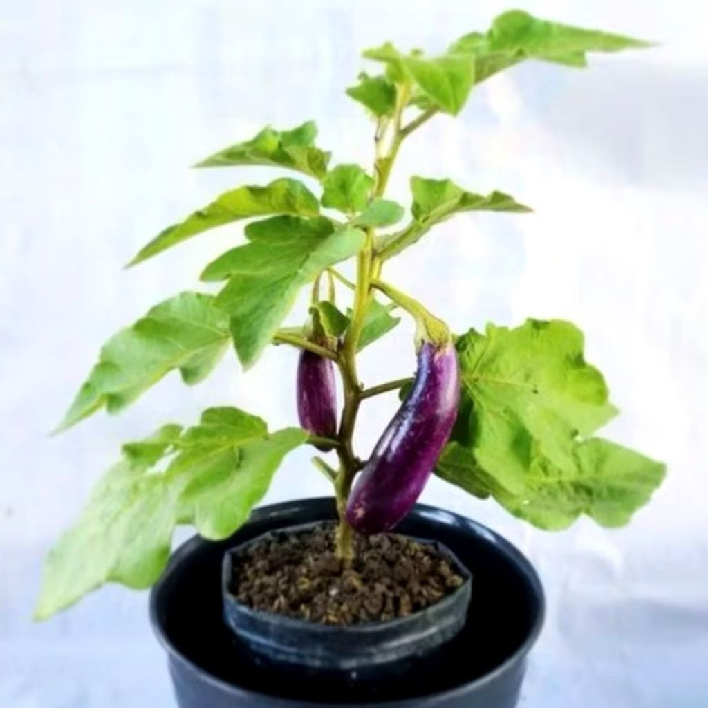 Tanaman Bibit Terong Ungu Tinggi 50Cm